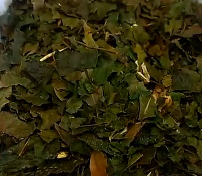 Hojas de chá de brugue para té