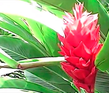 Jengibre rojo 